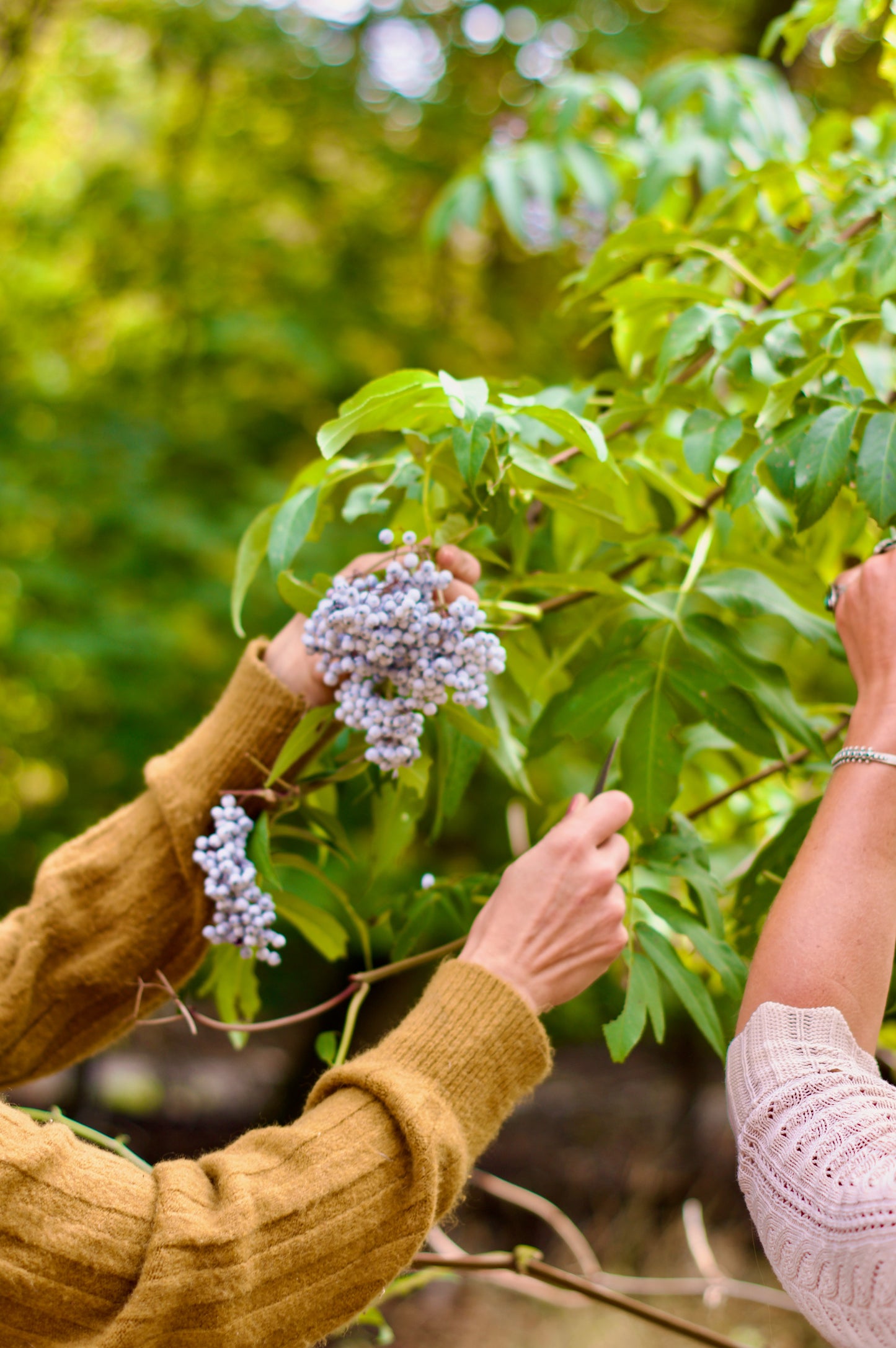 Powerful Protection Elderberry Elixir 4oz