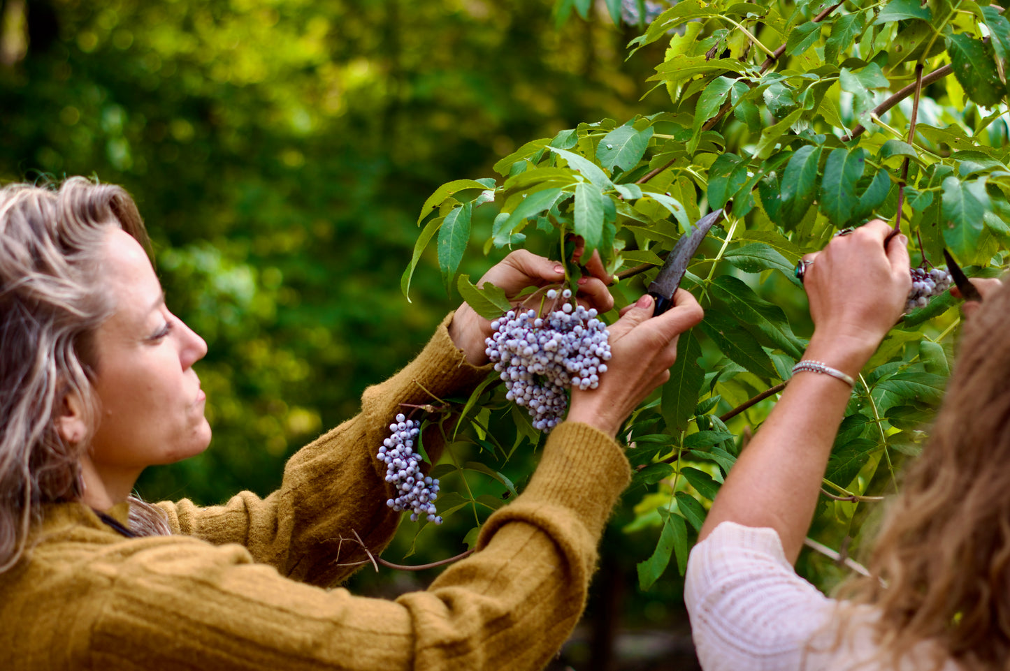 Powerful Protection Elderberry Elixir 4oz