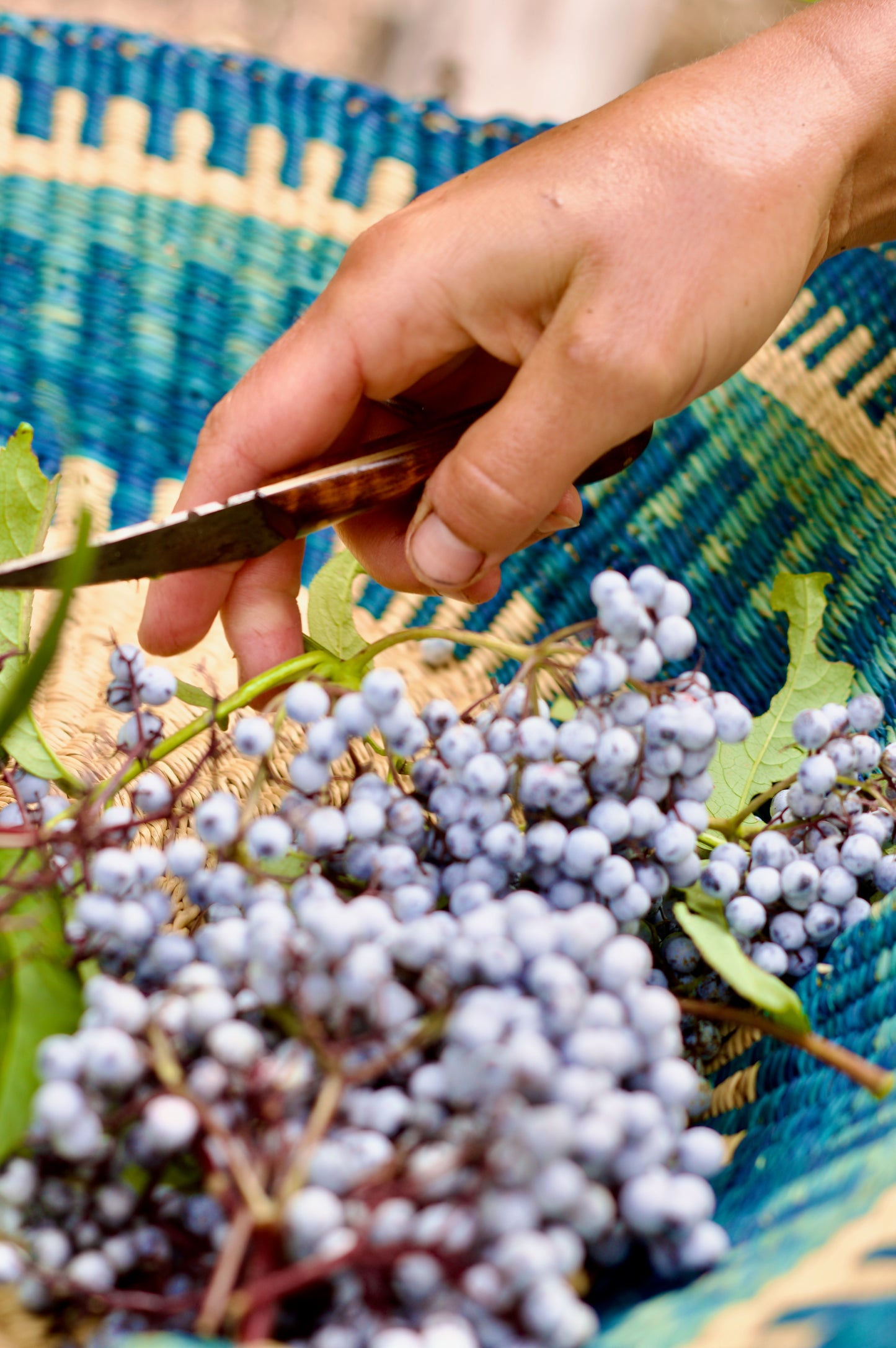 Powerful Protection Elderberry Elixir 4oz